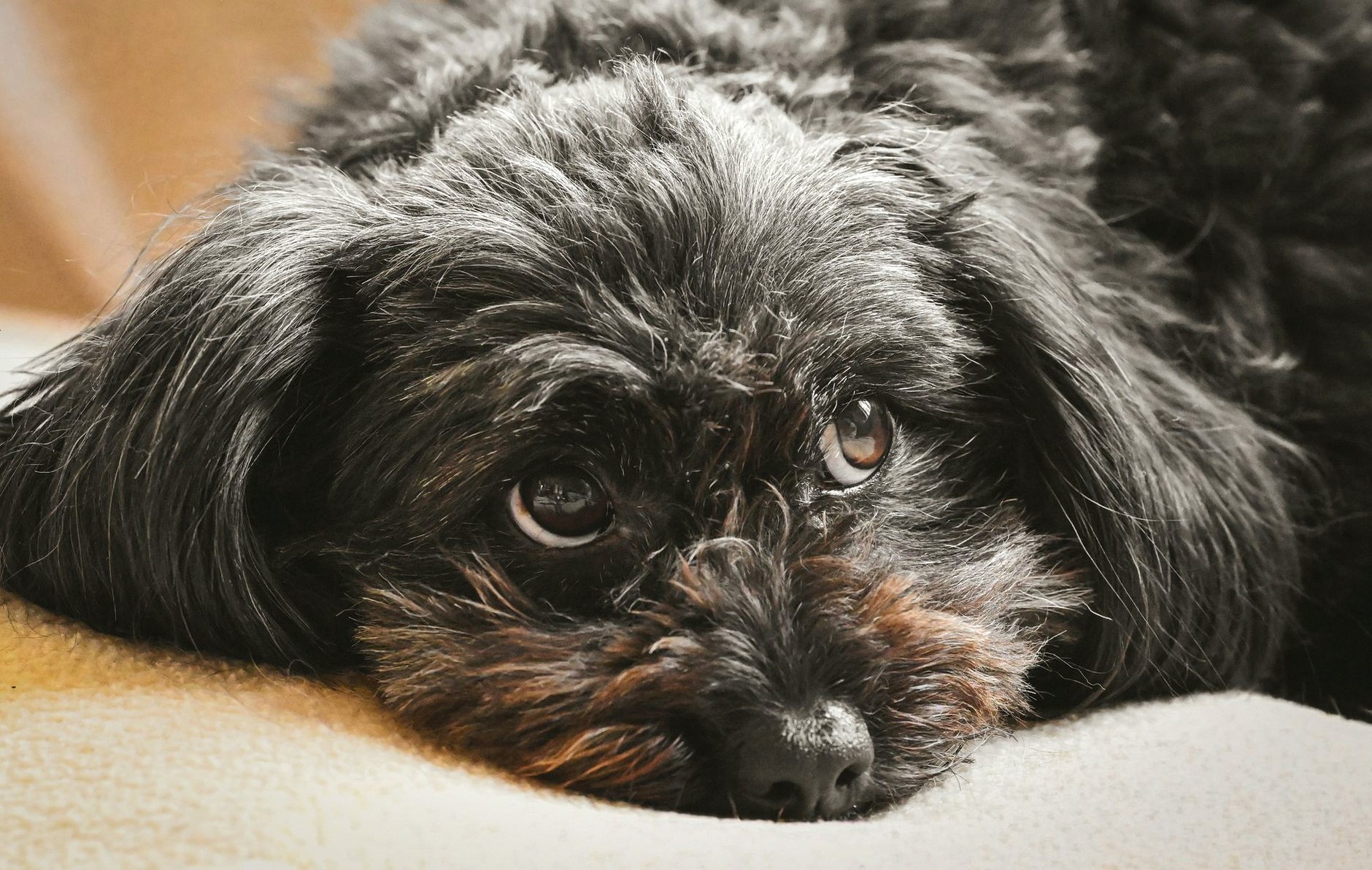 Adorable black dog with soft fur lying indoors, displaying a calm and relaxed demeanor.