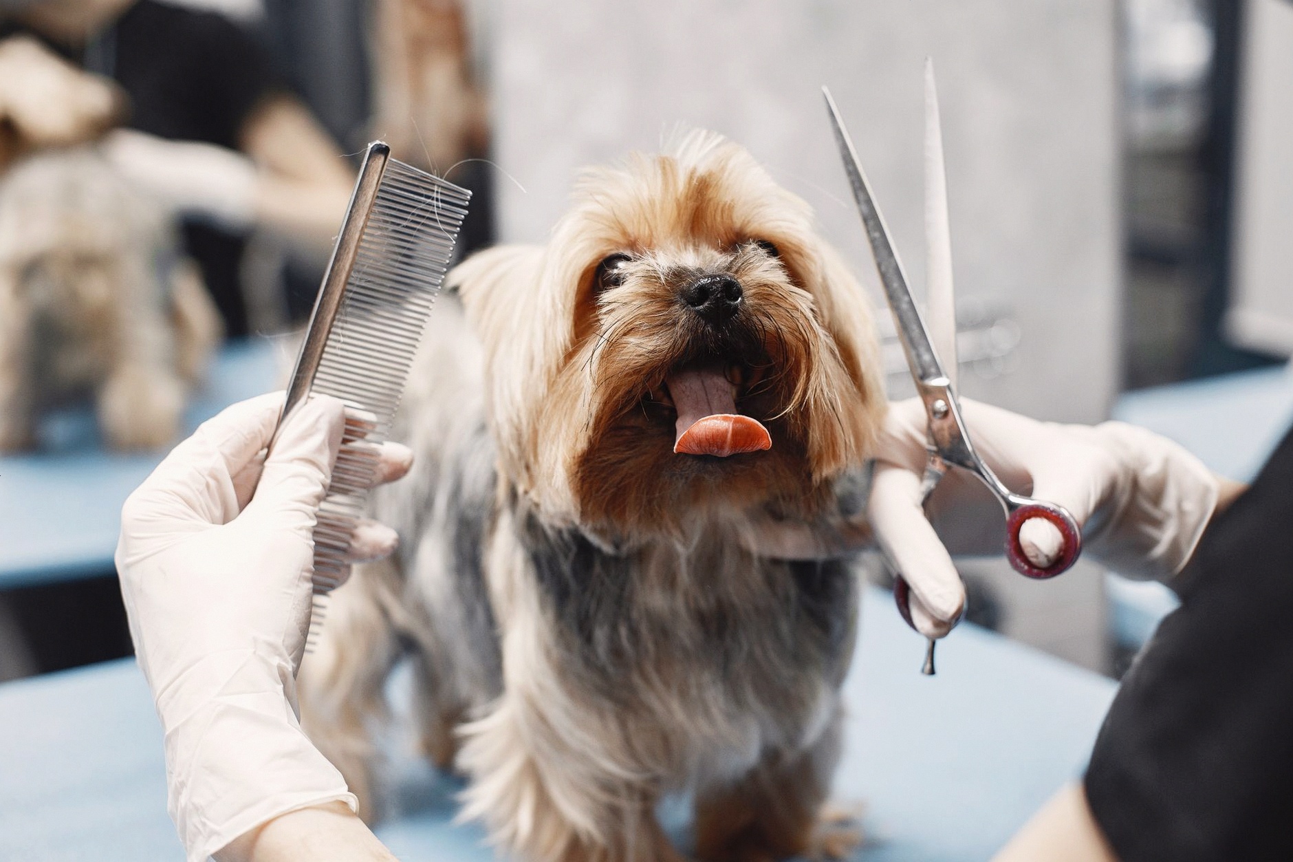 Yorkshire Terrier getting groomed at a pet salon with scissors and comb.