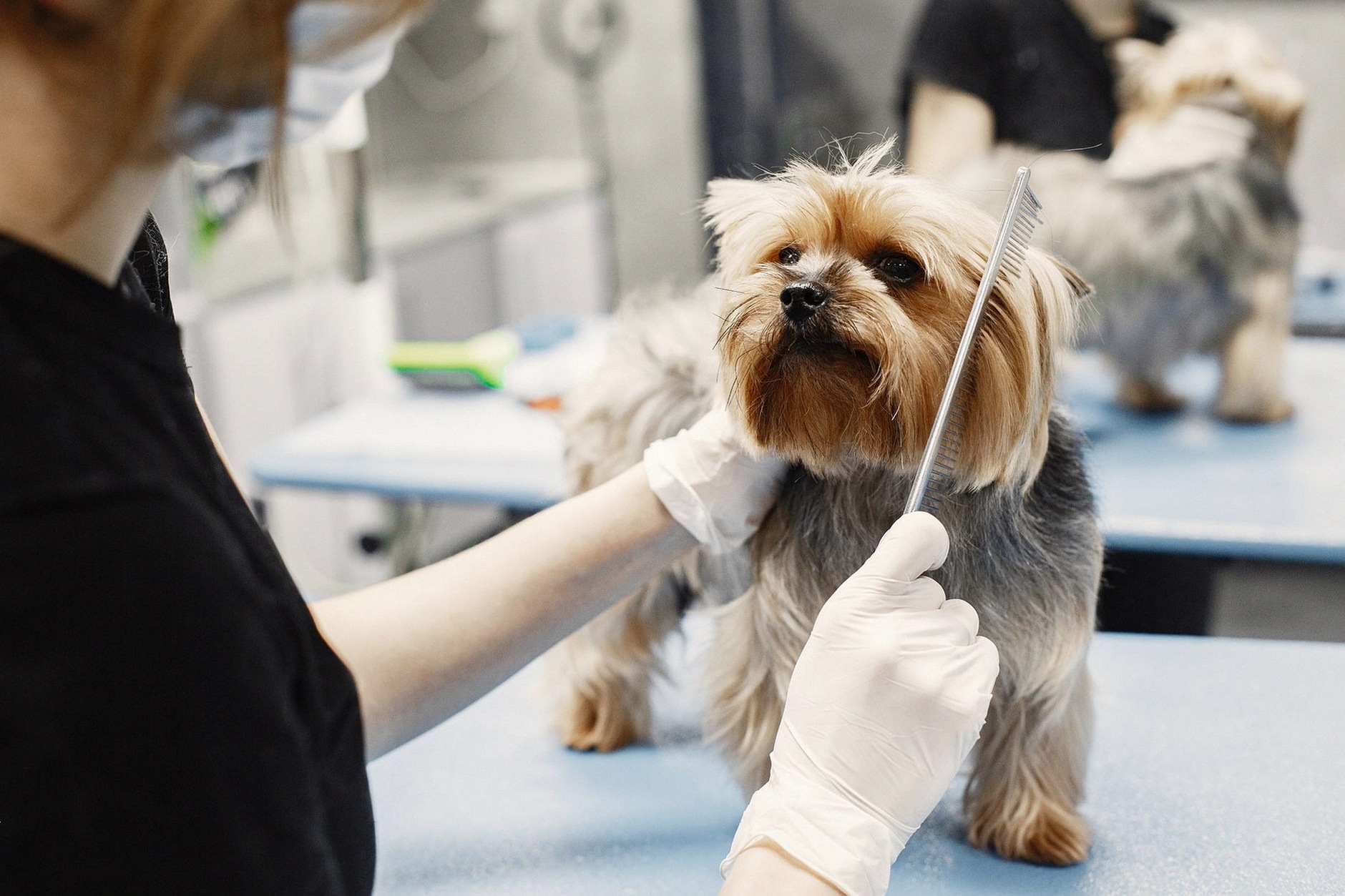 A Yorkshire Terrier being groomed by a professional with gloves and comb in a pet grooming salon.