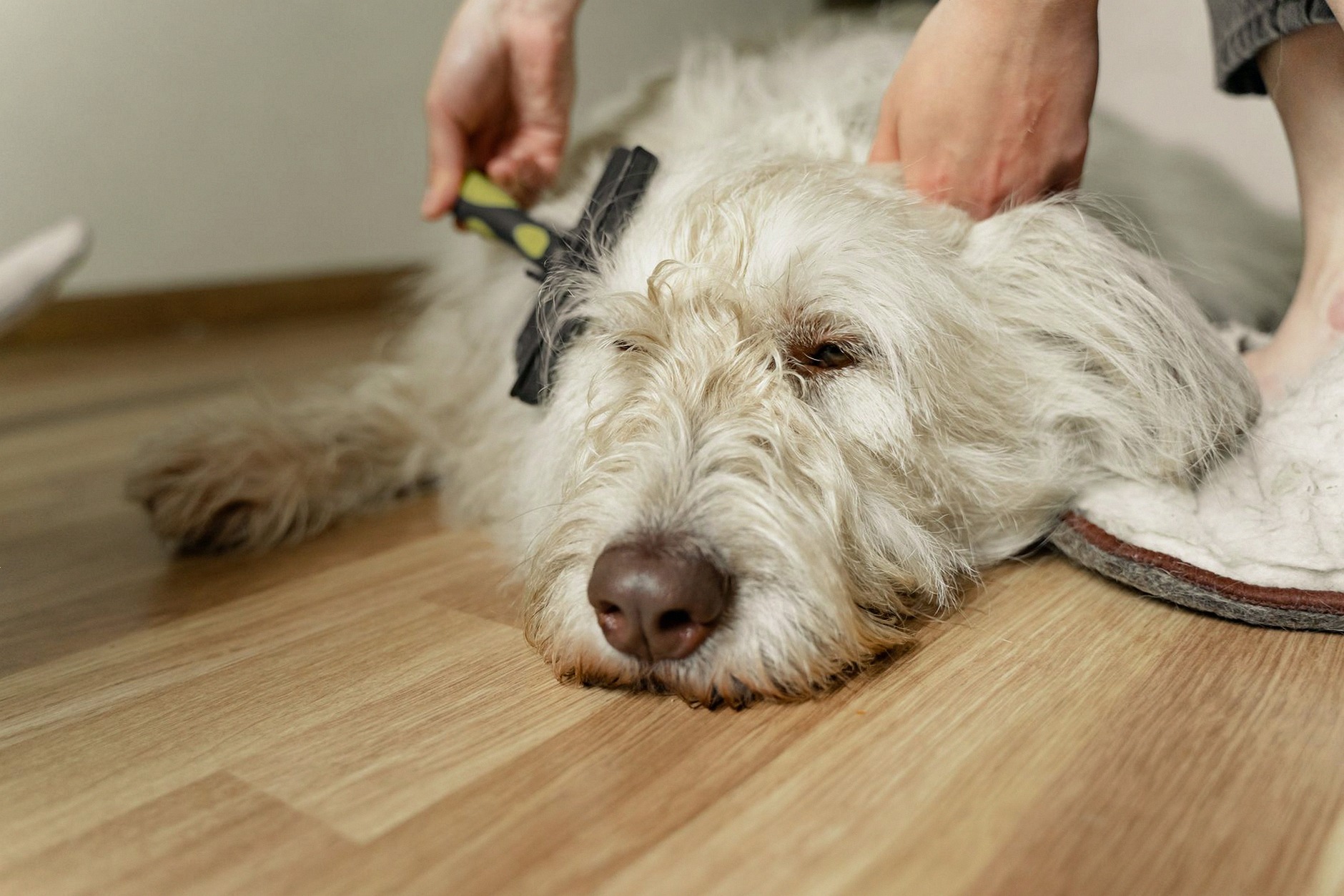 A fluffy white dog being gently brushed on a wooden floor during grooming.